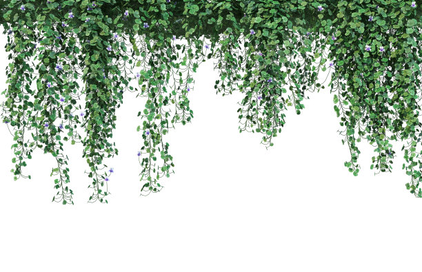 三维渲染常春藤的白色背景图片下载