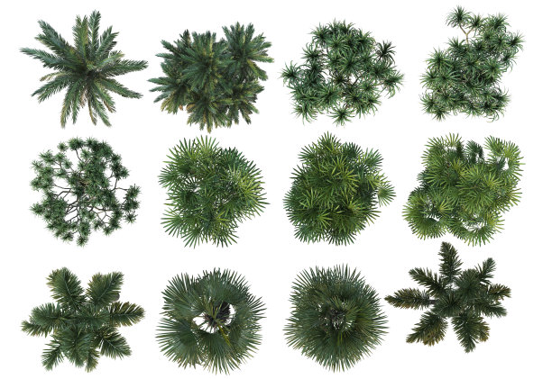 三维渲染顶部视图树在白色背景图片下载