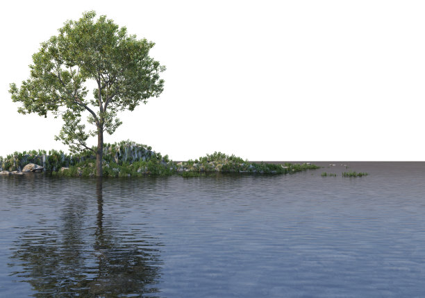 在白色背景上3D渲染湖边的大树图片下载