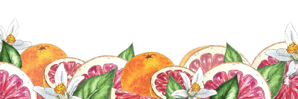 水彩框架的红橘子和葡萄柚，花，叶子，手绘植物风格，用于假日，婚礼和食品设计。热带柑橘类水果贺卡图片下载