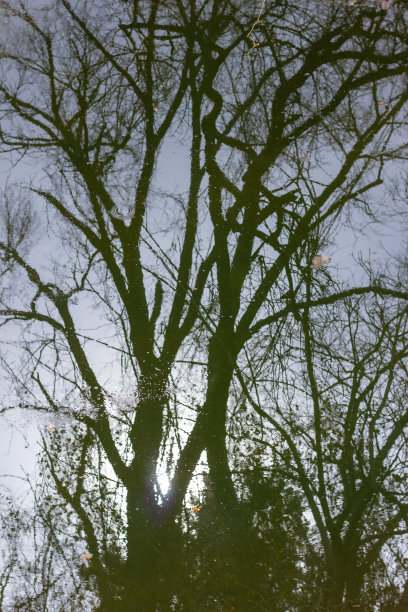 秋天的树倒映在河里的落叶里，黑黑的映着太阳图片下载