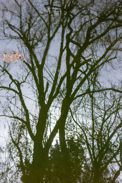 秋树冬无叶，倒影秋树在河中平静地落着秋叶，棕色，绿色，树无叶，倒影树到干净的河中没有土地图片下载