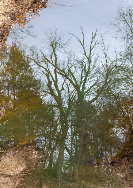 秋树冬无叶，倒影秋树在河中平静地飘落着秋叶，棕色，绿色，树无叶，倒影树到河中，三棵树图片下载