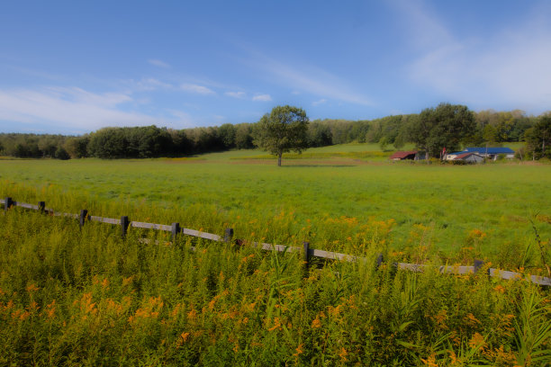 下午在一个有大树的牧场图片下载