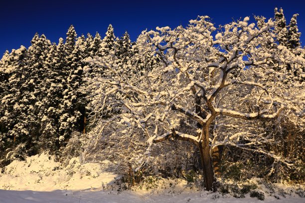 日出雪景图片下载