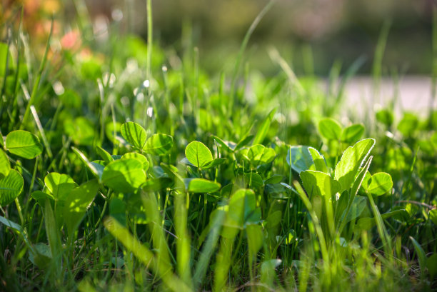 浅红色和绿色混合背景上的野花图片下载