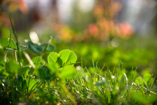 浅红色和绿色混合背景上的野花图片下载