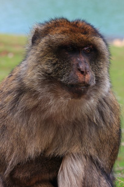 巴巴里猕猴:阿特拉斯中部的摩洛哥，阿兹加萨图片下载