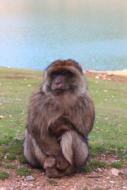 巴巴里猕猴:阿特拉斯中部的摩洛哥，阿兹加萨图片下载