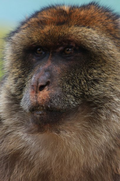 巴巴里猕猴面对摩洛哥在阿特拉斯中部，阿兹加萨图片下载