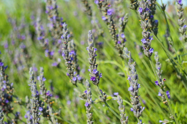 薰衣草花盛开的特写，美丽的花卉背景图片下载