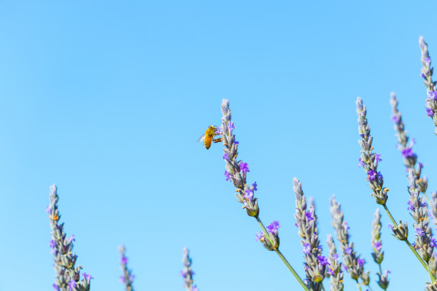 薰衣草花和蜜蜂特写，清晰美丽的蓝天为背景，复制空间图片下载