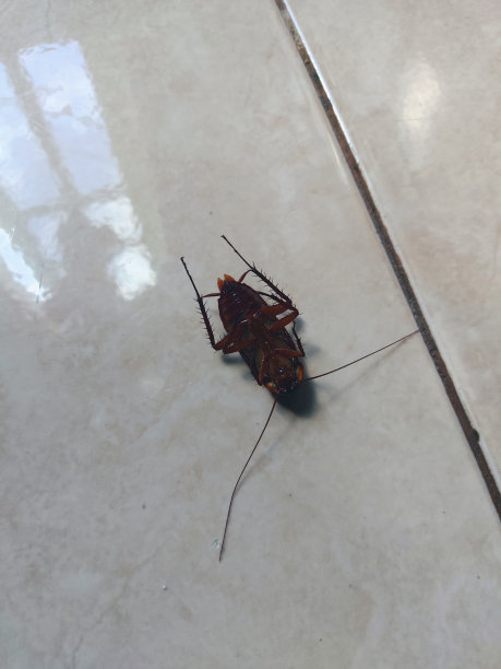 死Cokcroach图片下载