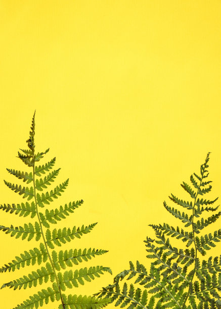 背景是绿色的蕨叶。俯视图，一个复制的地方。图片下载