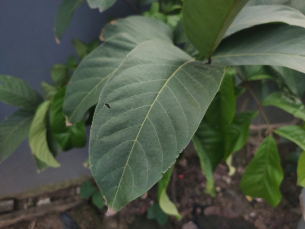 小红毛丹离开了图片下载