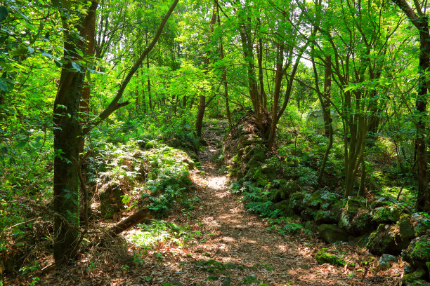 泽西岛戈特贾瓦尔图片下载