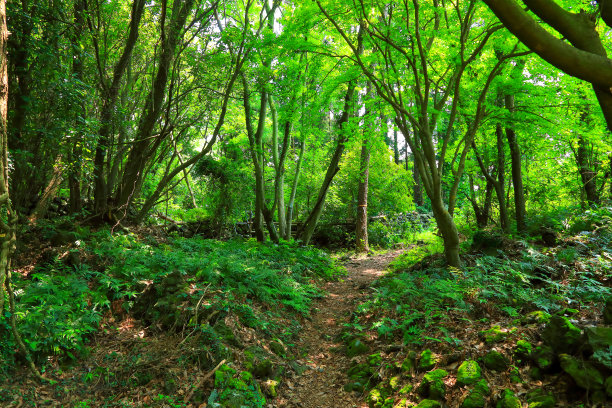 泽西岛戈特贾瓦尔图片下载