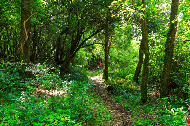 泽西岛戈特贾瓦尔图片下载