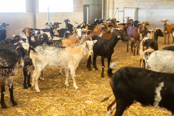 羊群山羊耳标签内棚干草在秋天，乳制品和肉类生产的概念图片下载