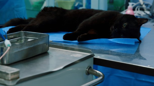 黑猫在阉割期间昏迷在手术室里图片下载