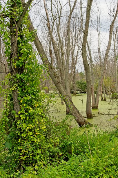 海藻淹没了一个人在印第安纳州沙丘国家湖岸外创建的池塘图片下载