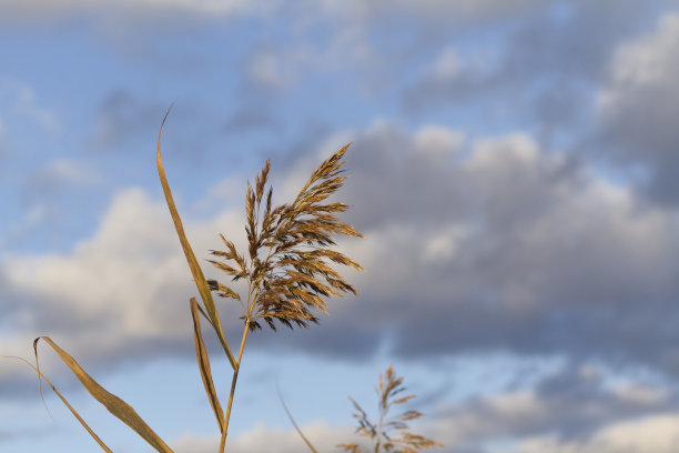 自然背景，河边的干芦苇在阳光下图片下载