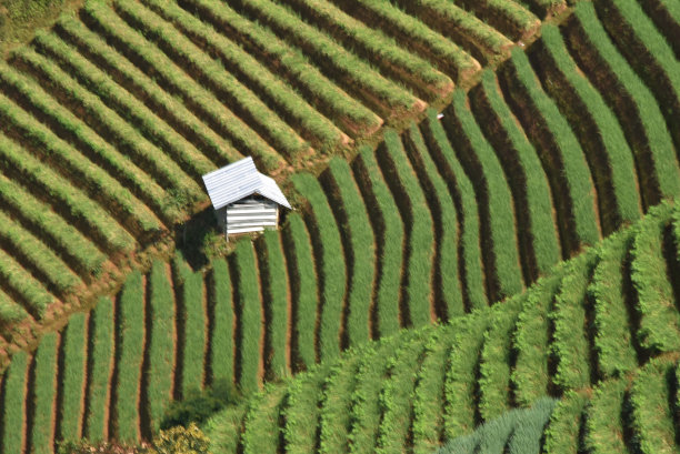 洋葱农业图片下载