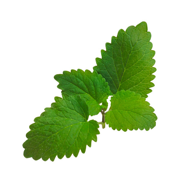 新鲜天然绿色梅利莎草本叶白色背景隔离。柠檬香膏植物剪贴画。天然花草茶元素。图片下载
