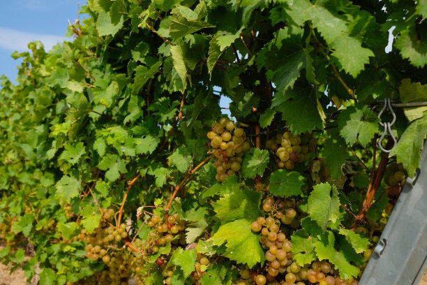 用葡萄酿制甜甜酒。蜜蜂在葡萄上。图片下载