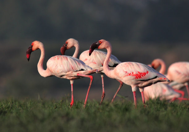 的火烈鸟图片下载