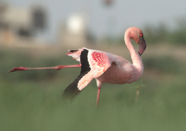 的火烈鸟图片下载