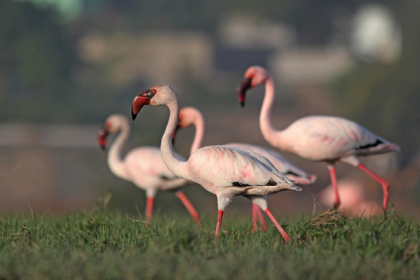 小火烈鸟图片下载