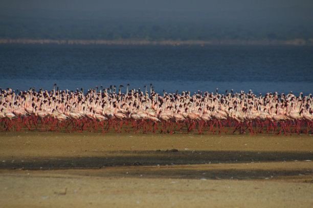 的火烈鸟图片下载