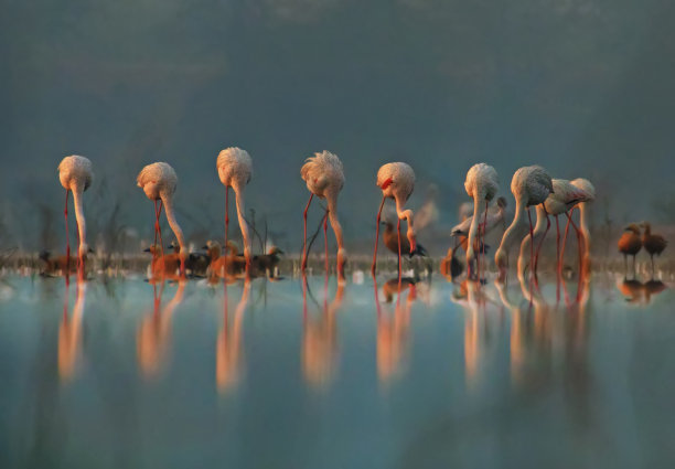 的火烈鸟图片下载