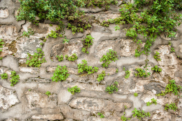 垃圾墙背景与旧风化的石头和植物纹理图片下载