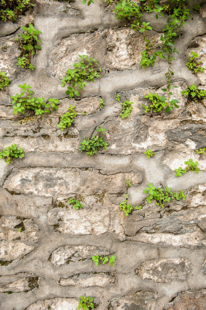垃圾墙背景与旧风化的石头和植物纹理图片下载
