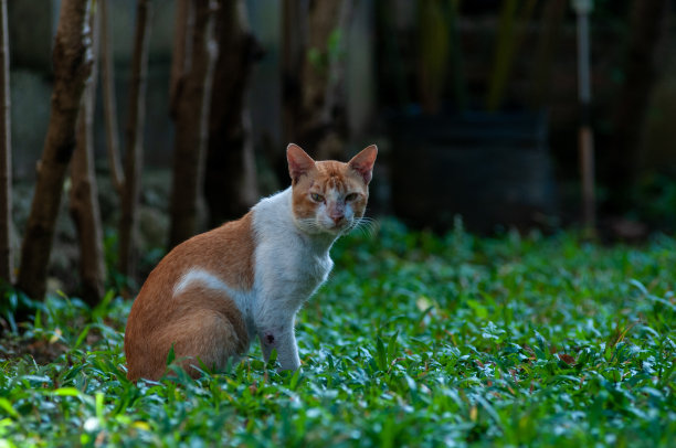半野猫图片下载