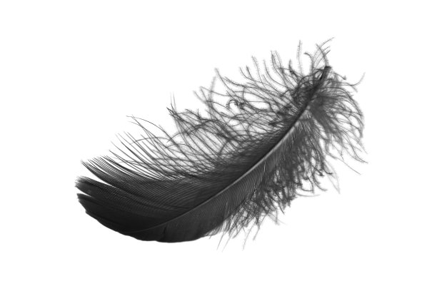 白色背景上的黑鸟羽毛。图片下载