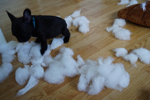 小狗狗在玩枕头照片时弄得一团糟图片下载