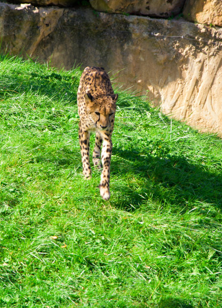 猎豹，最快的动物图片下载