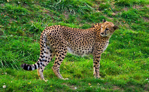猎豹，最快的动物图片下载