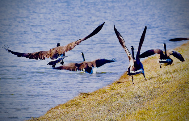 加拿大鹅飞行系列的一部分图片下载