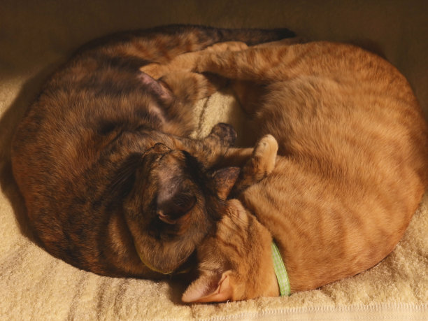 猫睡在一起，互相拥抱图片下载