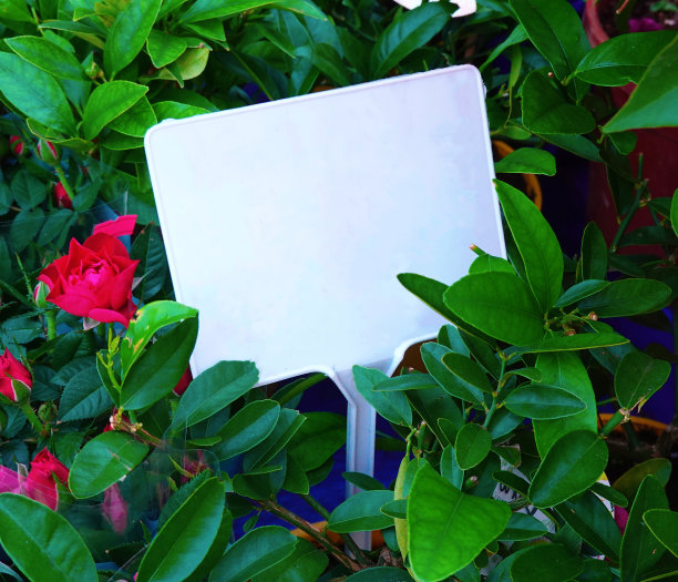 植物苗圃的价格标签，街边商店待售鲜花图片下载