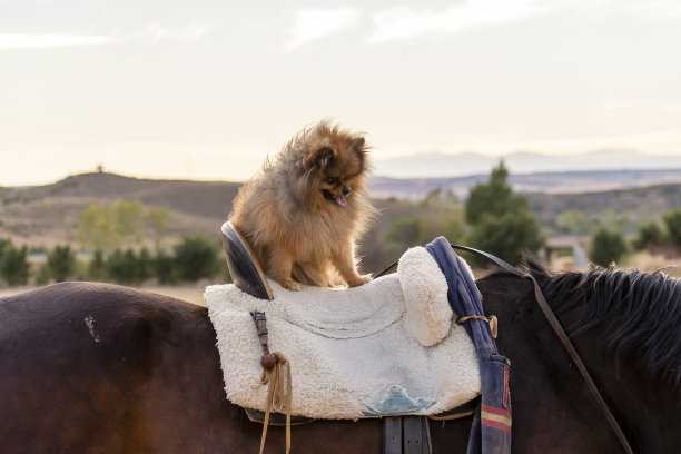 马鞍上的小狗图片下载