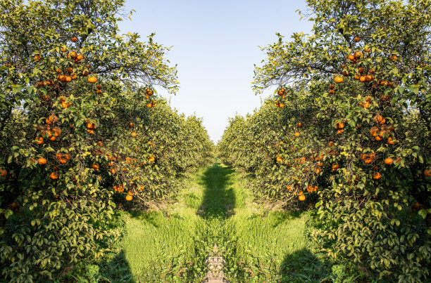 花园里满是橘子，树上准备收割图片下载