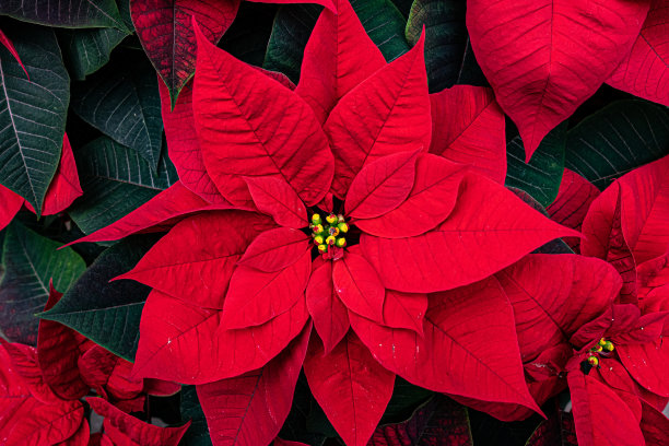 红色的花，绿色的叶子，中心是黄色的雌蕊图片下载