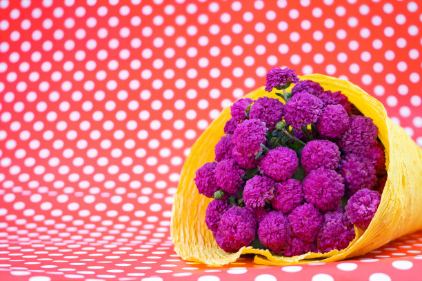 紫色菊花的花束在黄纸上，红色和白色的圆点。节假日，国际妇女节，母亲节，生日，3月8日。本空间图片下载
