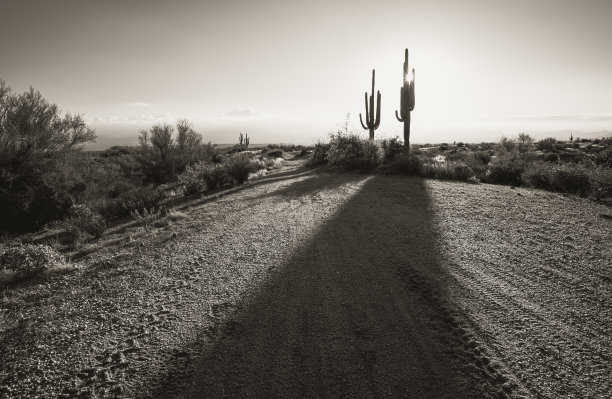 日出透过麦克道尔山地区公园小径上的仙人掌图片下载