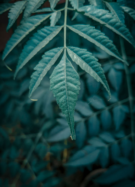 美丽的绿叶图片给大自然爱好者图片下载